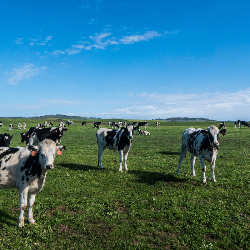 Carbon capture and storage helps solve methane release from grazing cows.