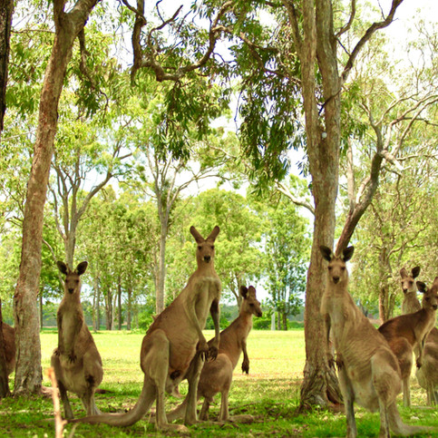 kangaroos and climate change