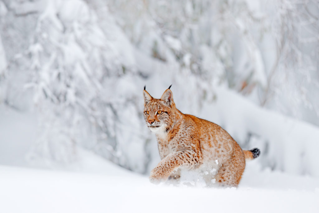 Lynx in Sweden