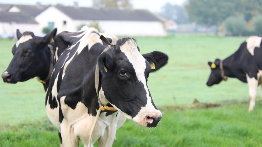 Cows and livestock produce greenhouse gases and methane